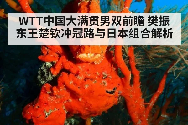 WTT中国大满贯男双前瞻 樊振东王楚钦冲冠路与日本组合解析